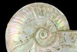Silver Iridescent Ammonite (Cleoniceras) Fossil - Madagascar #137399-1